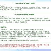 嫩早南瓜种子 一串铃南瓜 小南瓜 早熟高产爬藤植物菜园 蔬菜种子