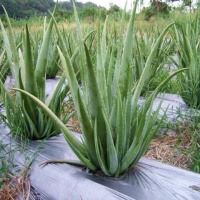 美国库拉索芦荟盆栽多肉植物芦荟室内绿植院专用灌肤牛奶芦荟