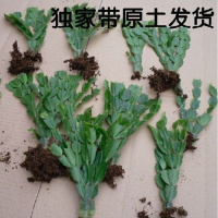 【大棚拆迁低价处理】蟹爪兰花苗四季多肉盆栽绿植花卉可嫁接盆栽