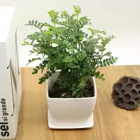 [驱蚊必备]驱蚊胡椒木清香木真花盆栽观叶植物花卉