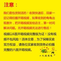 乌龟花龟小乌龟乌龟缸小花龟观赏龟苗宠物龟中华花龟