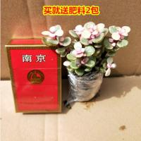 雅乐之舞 多肉植物每棵5-13CM金枝玉叶送肥料 金枝玉叶