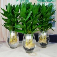 观音竹3颗送海绵宝宝送营养液室内绿植观音竹盆栽花卉培植物