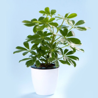 属虎旺财植物七叶莲盆栽室内鸭脚木吸甲醛净化空气八方来财盆栽