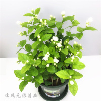 茉莉花盆栽重瓣带花苞 驱蚊植物室内室外阳台栀子花培香味养