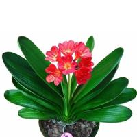 圆头和尚君子兰盆栽花卉小苗短叶技师花脸兰花大盆栽大苗