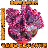 多肉植物彩麒麟[专业装不会坏]玉麒麟镇宅辟邪绿植花卉盆栽