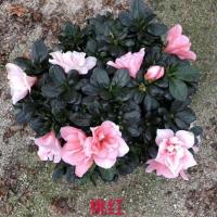 买二送一》杜鹃花盆栽四季开花的花室内盆栽盆景花卉金鱼花碧玉