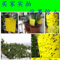 [双面黏杀]粘虫板板 诱虫板小飞虫蓟马果蝇白粉虱篮板粘蝇板