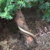 迎客松盆景造型树室内地柏树苗客厅盆栽绿植长青耐寒