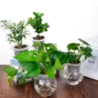 带玻璃花瓶送营养液懒人自吸植物盆栽办公室内桌面绿植花卉
