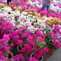 [买2送1]重瓣三角梅室内盆栽庭院攀援花卉四季开花植物花苗盆景