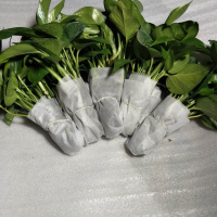 绿萝培土培散苗新房吸除甲醛绿萝植物盆栽兰花卉邮