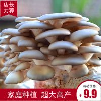 【室内种植】蘑菇种子食用菌出菇家庭阳台室内种植菌盆栽植物