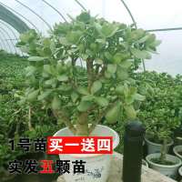 特价玉树盆栽大叶玉树花厚脸皮燕子掌室内客厅多肉植物老桩邮