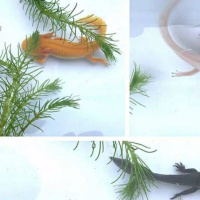 小火龙鱼冷清道夫鱼工具垃圾鱼清洁鱼缸金鱼小型观赏鱼