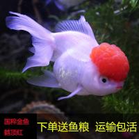 鹤顶红金鱼国粹鹤顶红锦鲤鱼红帽子金鱼冷鱼狮子头鱼宠物鱼