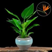 邮[天堂鸟苗]室内盆栽花卉天堂鸟-净化空气-吸甲醛防辐射天堂