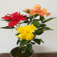 重瓣大花扶桑 小苗 带花苞货 爆盆美观 庭院 阳台 好养植物