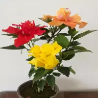 重瓣大花扶桑 小苗 带花苞货 爆盆美观 庭院 阳台 好养植物