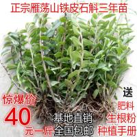 [3年苗一斤50颗株]铁皮石斛苗室内盆栽边养边吃霍山绿植花卉苗