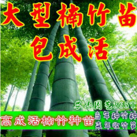 大型楠竹种苗根茎可达25米国内大竹子楠竹根竹子苗毛竹种苗