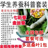 蚕宝宝套装幼虫七彩蚕春蚕卵金丝蚕学生套装新鲜桑叶工具嫩叶
