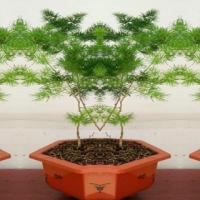 土猴年吉祥猴生肖聚财植物室内小型盆栽蓬莱松盆景招财树盆栽送肥料