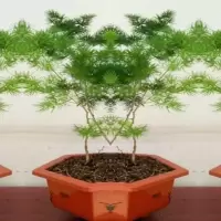 土猴年吉祥猴生肖聚财植物室内小型盆栽蓬莱松盆景招财树盆栽送肥料