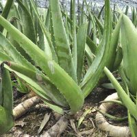 浙江货院专用芦荟叶子大叶片保湿护肤灌肤可食用库拉索芦荟