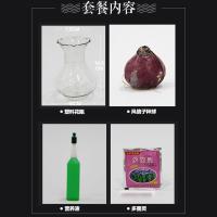 风信子种球套装【种球+塑料花瓶+营养液+多菌灵】培植物花卉办公室内阳台防辐射植物盆栽花卉净化空气吸甲醛花卉种子