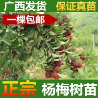 杨梅树苗邮 广西容县货 正宗嫁接东魁杨梅苗 六月杨梅果树苗