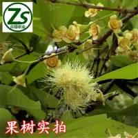 嫁接莲雾苗 广西容县货邮 果树苗 黑金刚莲雾 洋蒲桃苗