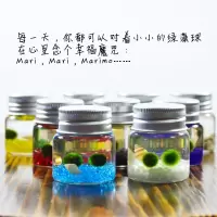 海藻球Marimo生态瓶培植物小植栽DIY种植盆栽 女生生日花瓶