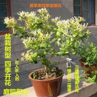 四季金银花茶树型四季盆栽四季开花南北方庭院阳台绿植园艺盆景
