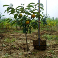 买一送一 [柿子树苗]嫁接苗[日本甜柿子]盆栽果树苗柿子树苗