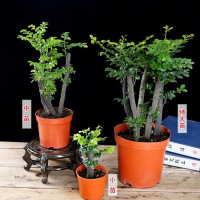 [送营养土、肥料]小叶紫檀树苗 紫檀盆栽树桩盆景 四季常青耐寒