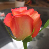 6色装任选6色每个色系颗4颗共计24颗