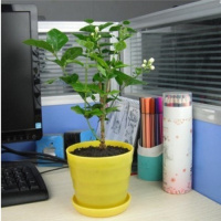 栽好货重瓣茉莉花盆栽绿植茉莉花苗四季花卉阳台庭院