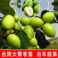 [买3送1]庭院盆栽地栽果树苗青枣冬枣红枣南方北方种植嫁接枣树苗品种齐全蓝莓苗莓樱桃柿子树火龙果葡萄树石榴无花果