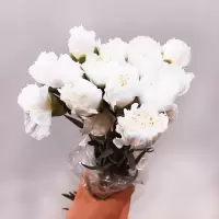 云南昆明直母亲节康乃馨鲜花批邮免运费一扎插花同城速递