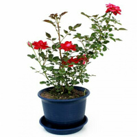 【月季苗带花苞货】玫瑰花卉植物大花四季开花盆栽庭院绿植