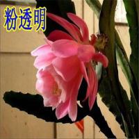 花盆栽自产自销令箭金色多瓣令箭荷花苗盆栽扦插苗叶片带根