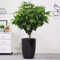 平安树幸福树盆栽大型绿植花卉树苗小盆栽室内客厅办公室植物盆景