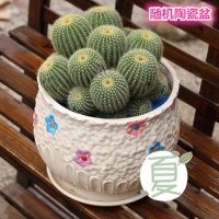 [多头金丝猴6~12头] 多肉植物 办公室 防辐射 含陶瓷盆盆栽邮