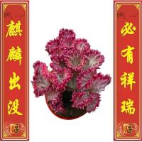 彩色麒麟盆栽玉麒麟仙人掌球镇宅辟邪绿植花卉彩春峰多肉植物邮