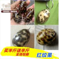 金刚星月千眼菩提子原料原籽红纹果红果绿果白果佛珠手串邮批