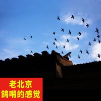 鸽哨子尾哨风哨训练哨纯手工高飞小巧超轻双音二信鸽鸽子用品用具