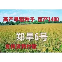 郑旱6号高产旱稻种子 稻谷种子稻种子高产高抗病稳产1400斤