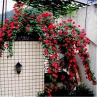 蔷薇花苗藤本月季大苗爬藤植物庭院阳台盆栽玫瑰欧月爬墙四季花卉